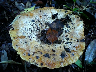 gs08-09 002.jpg