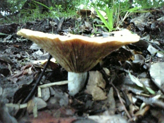 gs08-09 003.jpg