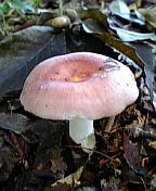 gs08-09 004.jpg