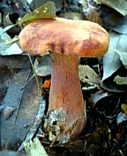 gs08-09 005.jpg