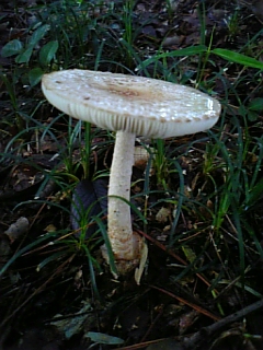 gs08-09 006.jpg