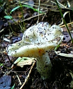 gs08-09 009.jpg