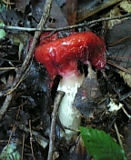 gs08-09 013.jpg