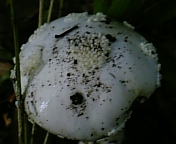 gs08-09 014.jpg