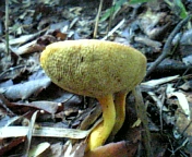 gs08-09 017.jpg