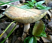 gs08-09 021.jpg