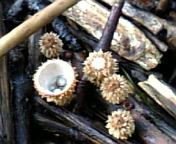 gs08-09 025.jpg