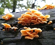 gs08-09 028.jpg