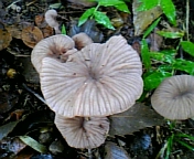 gs08-09 030.jpg