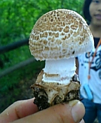 gs08-09 031.jpg