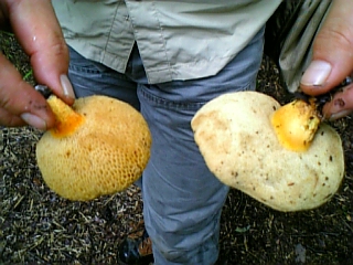 gs08-09 032.jpg