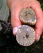gs08-09 033.jpg
