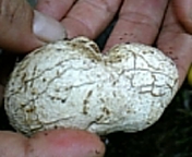 gs08-09 034.jpg