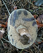 gs08-09 037.jpg