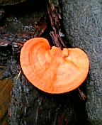 gs08-09 040.jpg